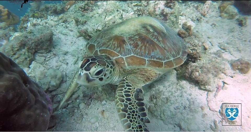 Sipadan Micro Dive Hotel Mabul Island Eksteriør billede